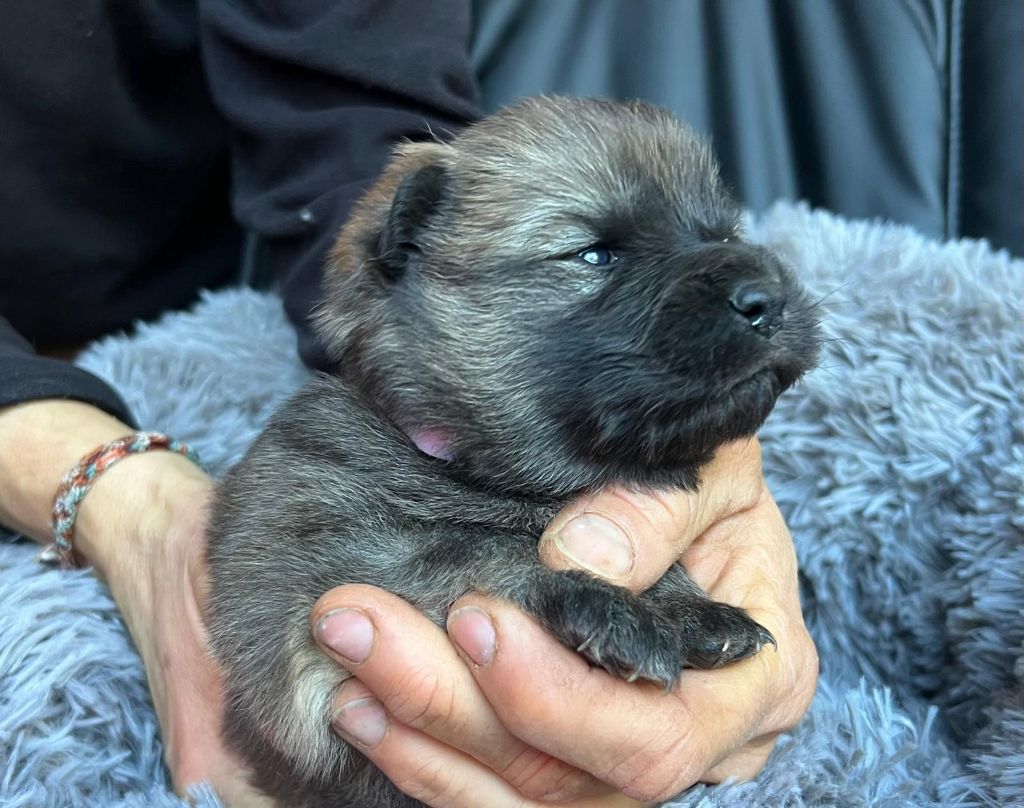 Des Hauts De Chamboursat - Chiot disponible  - Eurasier