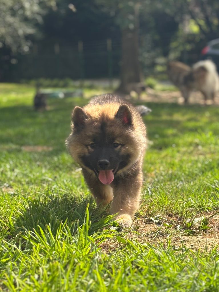 chiot Eurasier Des Hauts De Chamboursat