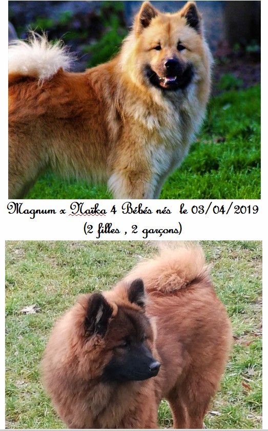 Des Hauts De Chamboursat - Eurasier - Portée née le 03/04/2019