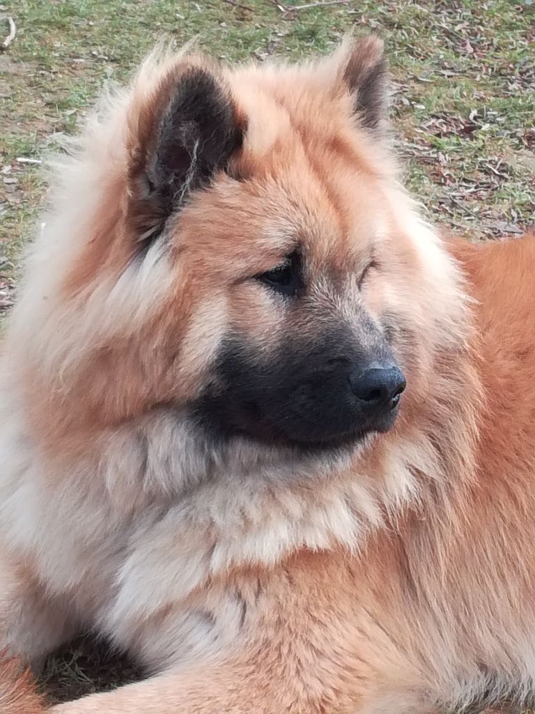 chiot Eurasier Des Hauts De Chamboursat