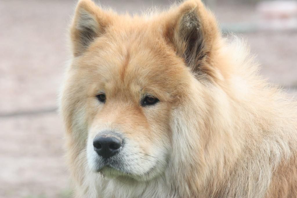 chiot Eurasier Des Hauts De Chamboursat