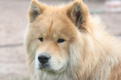 Des Hauts De Chamboursat - Eurasier - Portée née le 12/07/2024