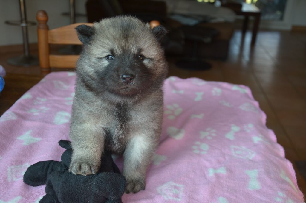 Des Hauts De Chamboursat - Eurasier - Portée née le 25/01/2018