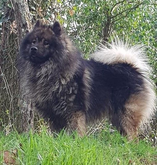 chiot Eurasier Des Hauts De Chamboursat