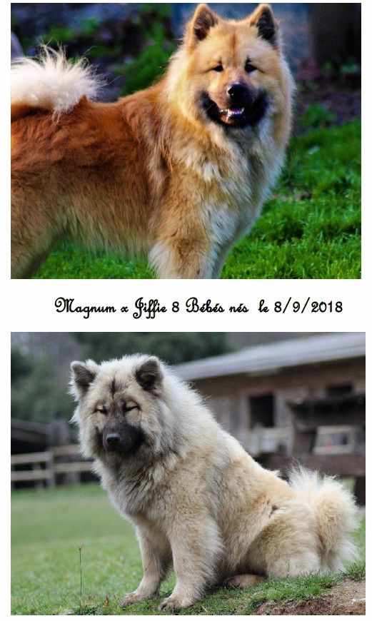 Des Hauts De Chamboursat - Eurasier - Portée née le 08/09/2018