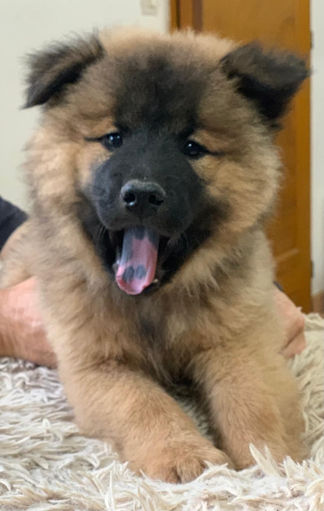 Des Hauts De Chamboursat - Chiot disponible  - Eurasier