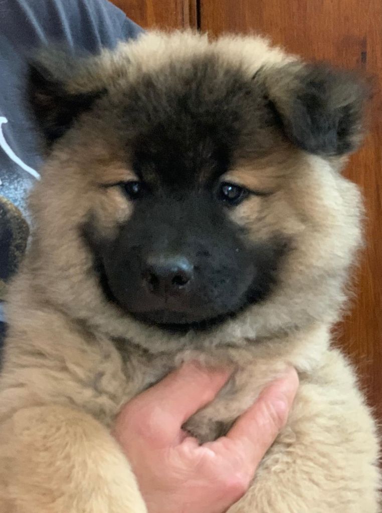 chiot Eurasier Des Hauts De Chamboursat