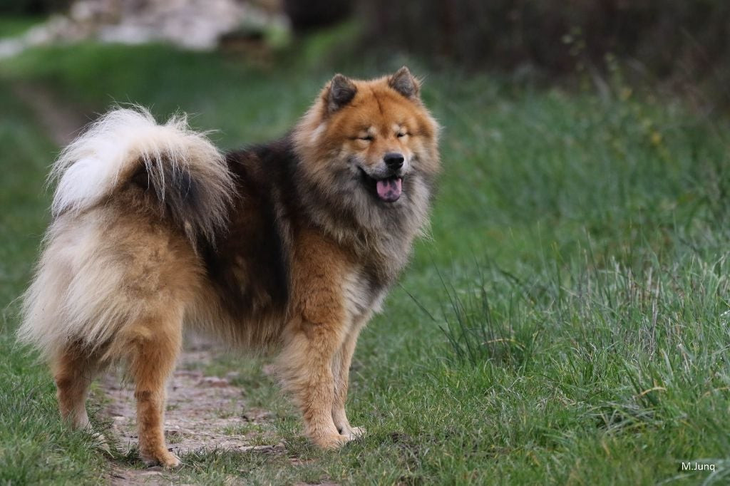Des Hauts De Chamboursat - Naxos de jereylle X Umi des Hauts de Chamboursat