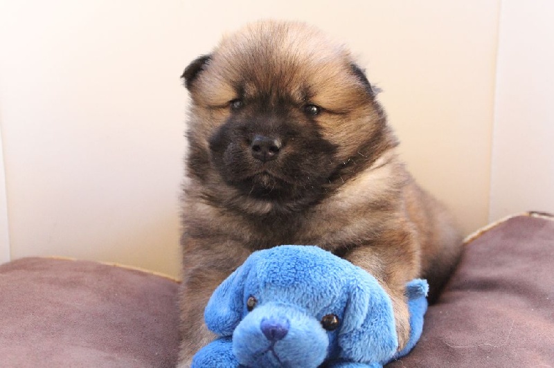 Des Hauts De Chamboursat - Eurasier - Portée née le 04/12/2016