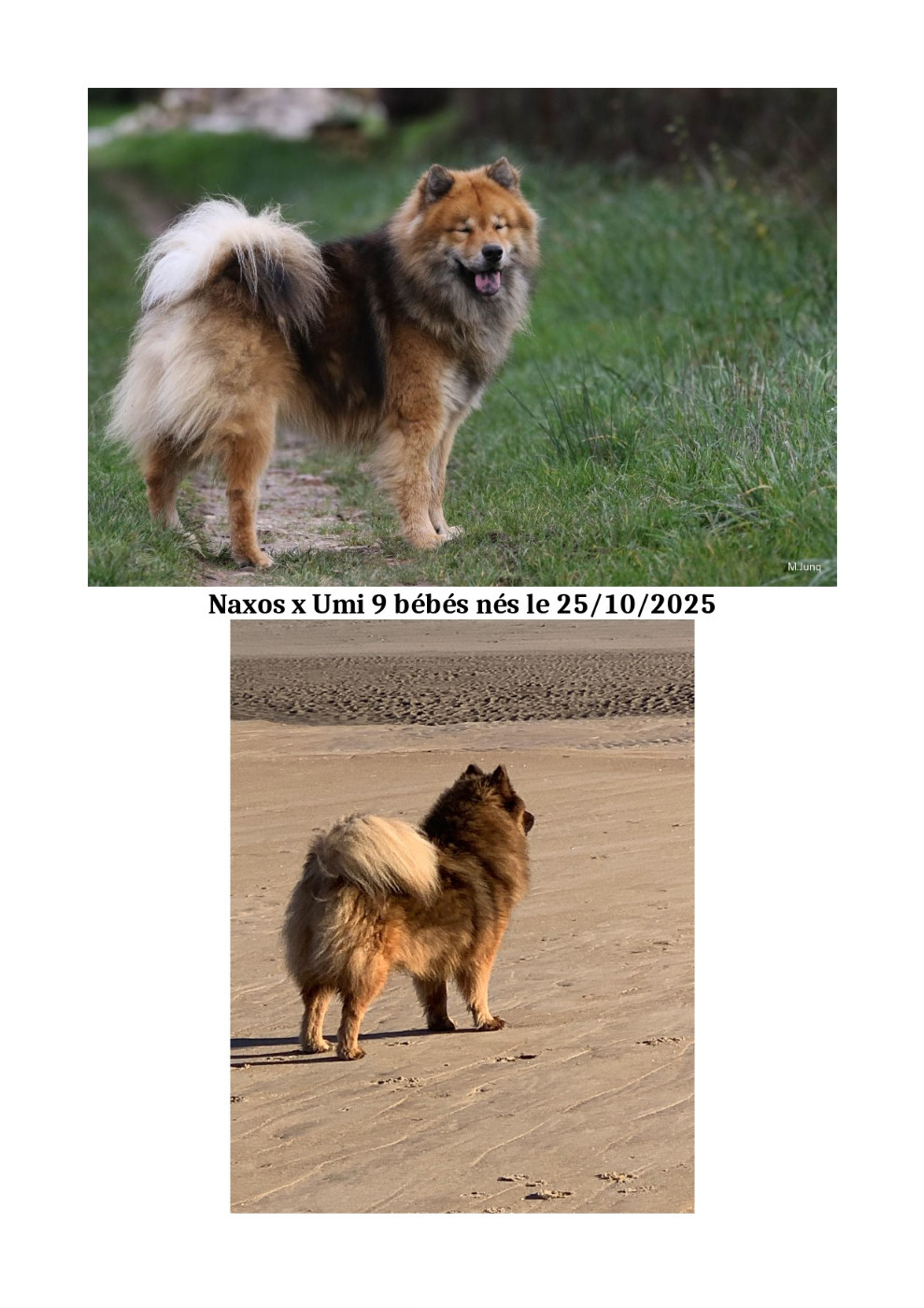 Des Hauts De Chamboursat - Chiots disponibles - Eurasier