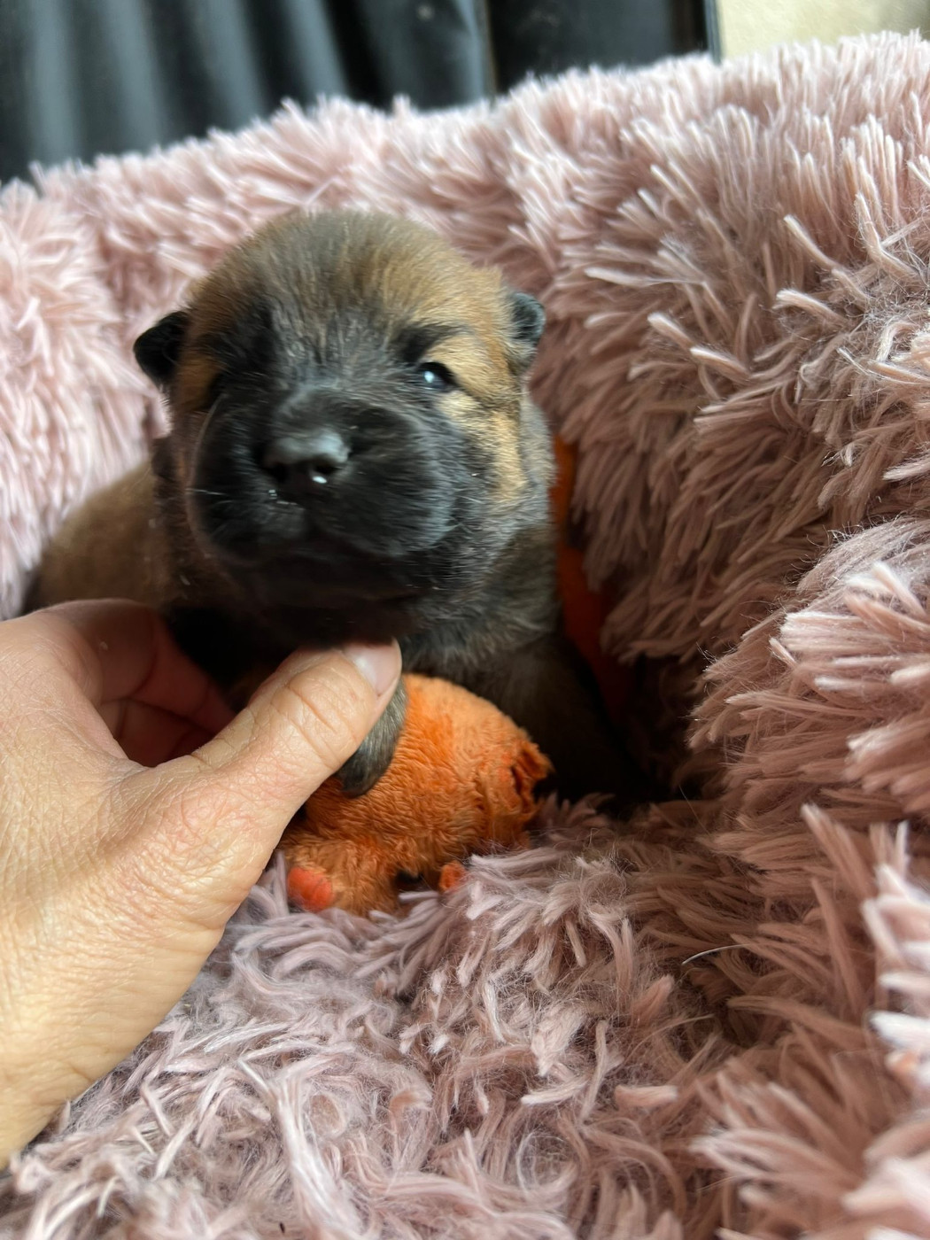 Des Hauts De Chamboursat - Chiots disponibles - Eurasier