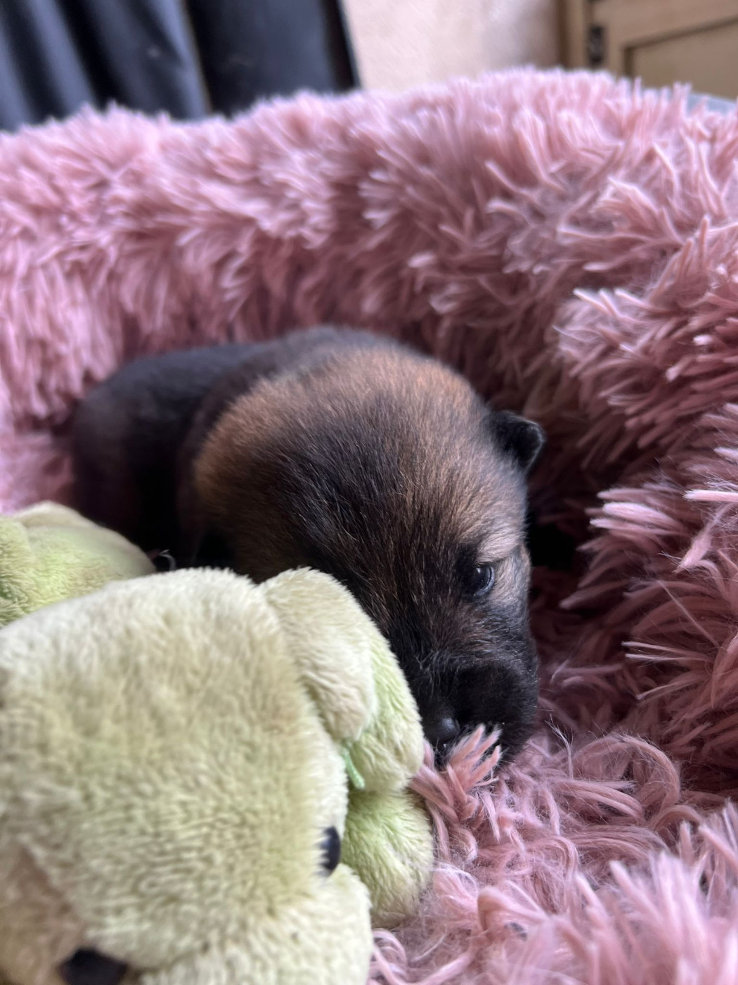 Des Hauts De Chamboursat - Chiots disponibles - Eurasier