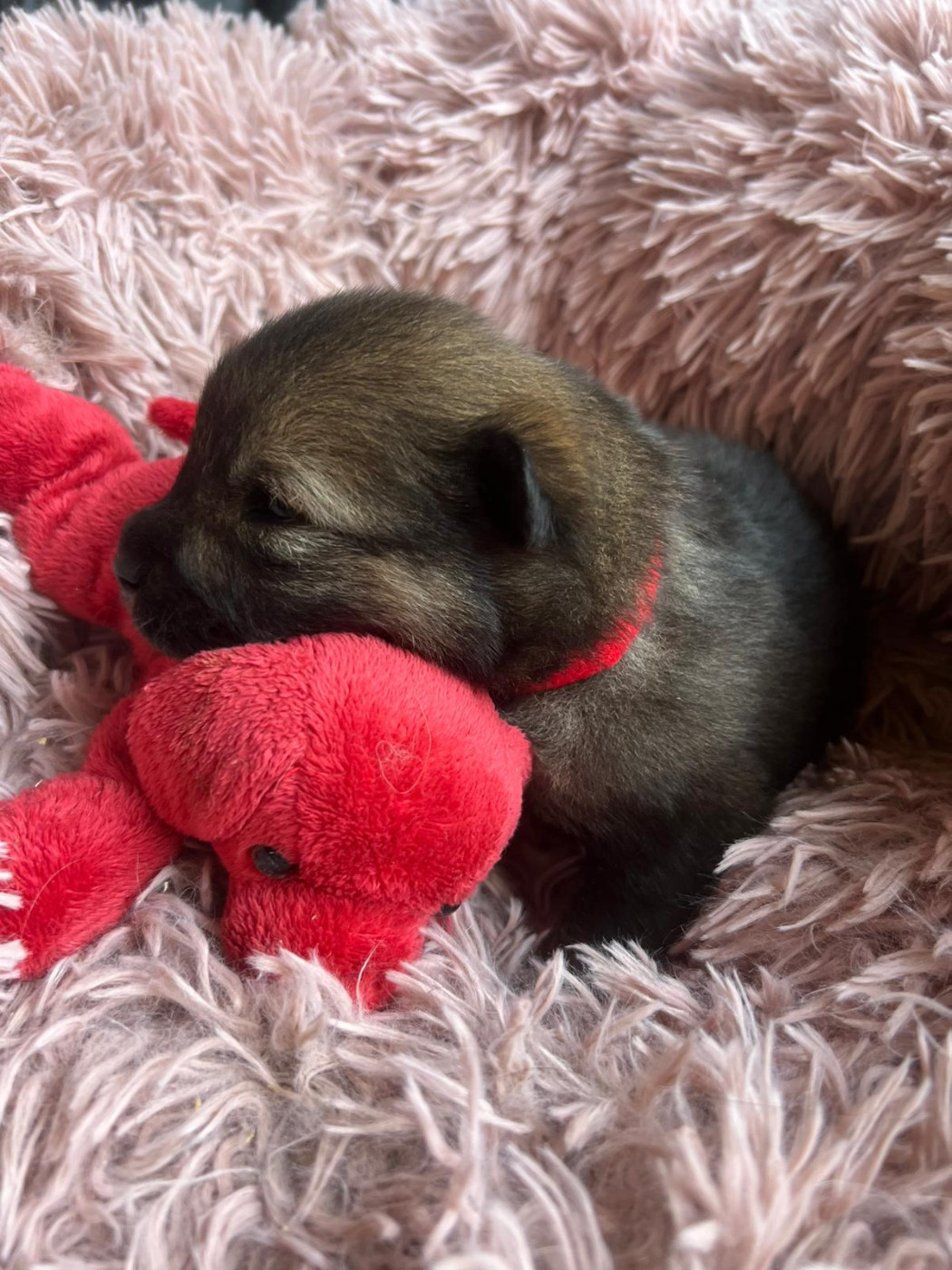 Des Hauts De Chamboursat - Chiots disponibles - Eurasier