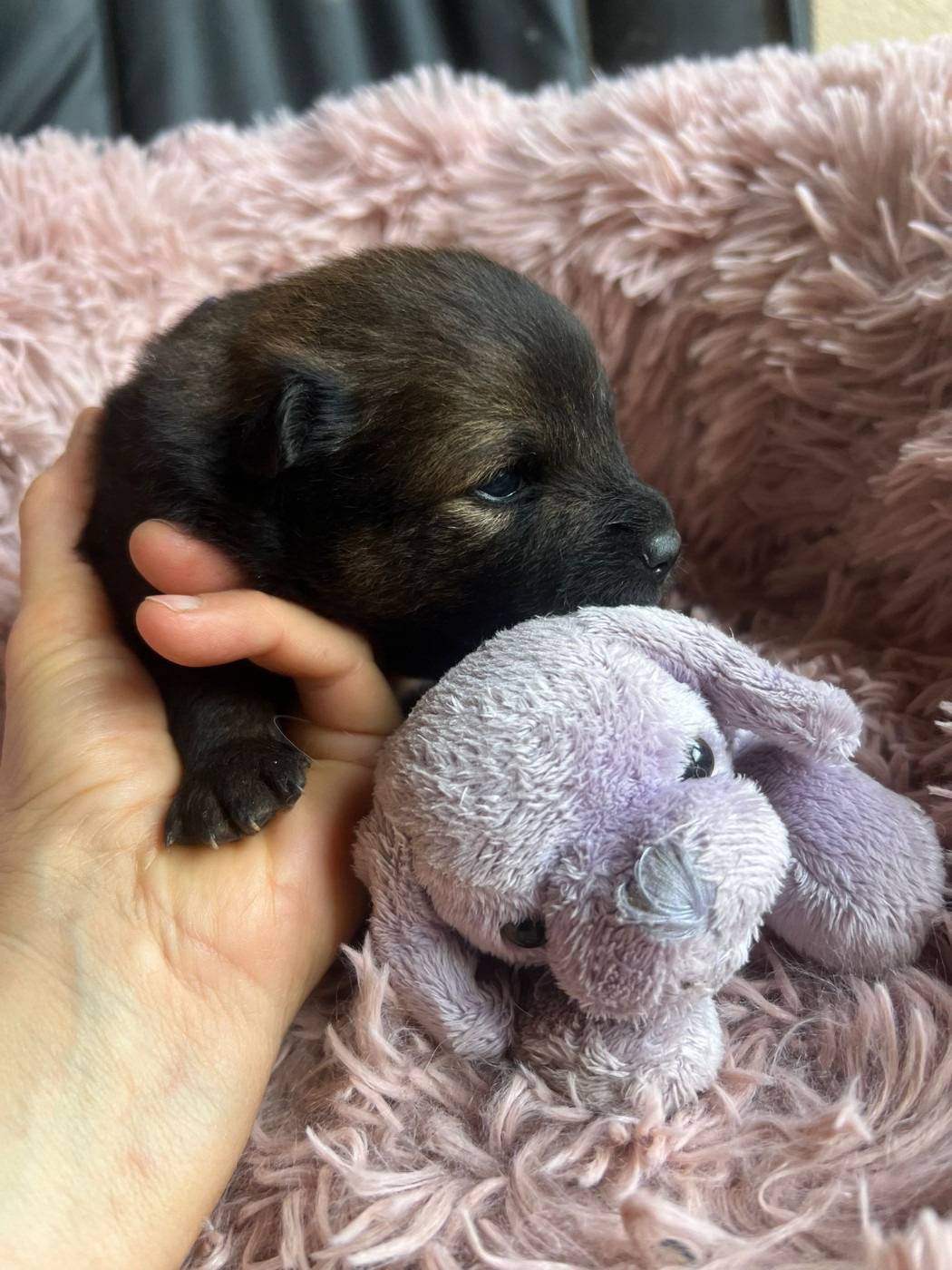 Des Hauts De Chamboursat - Chiots disponibles - Eurasier