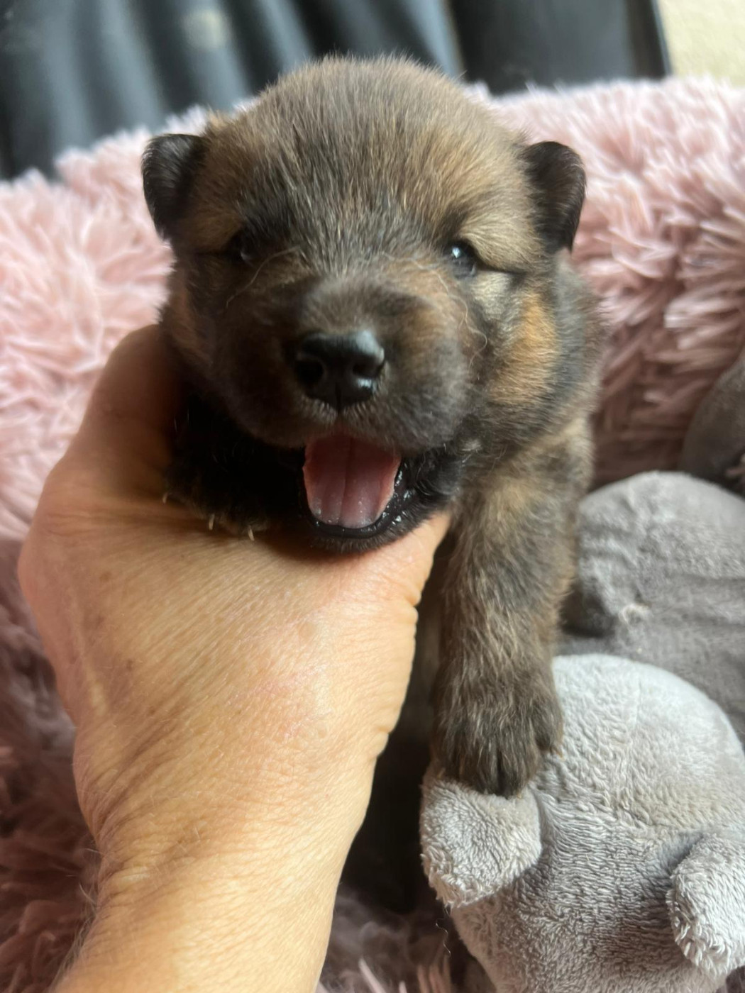 Des Hauts De Chamboursat - Chiots disponibles - Eurasier