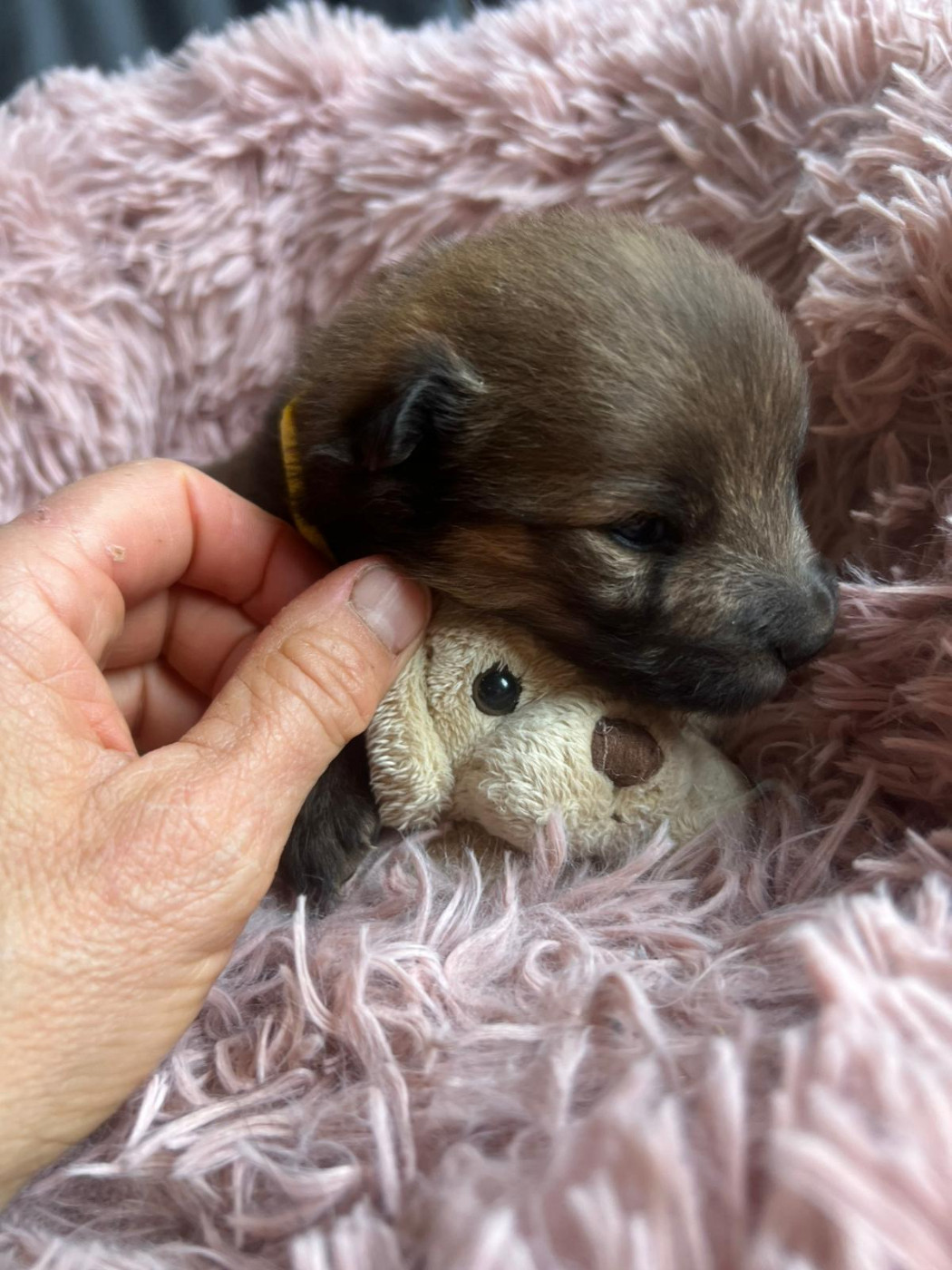 Des Hauts De Chamboursat - Chiots disponibles - Eurasier