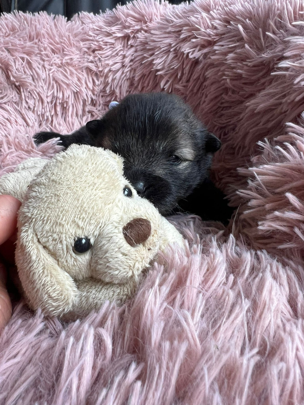 Des Hauts De Chamboursat - Chiots disponibles - Eurasier