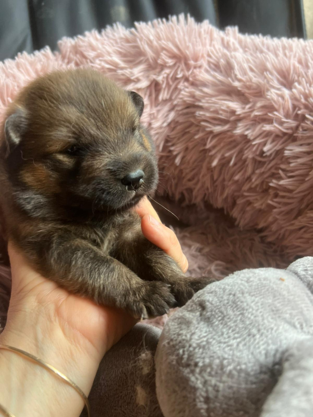 Des Hauts De Chamboursat - Chiots disponibles - Eurasier