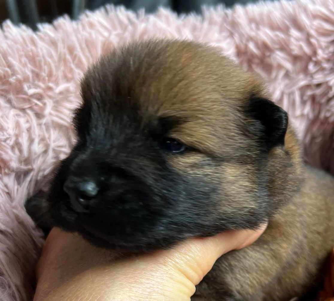 Des Hauts De Chamboursat - Chiots disponibles - Eurasier
