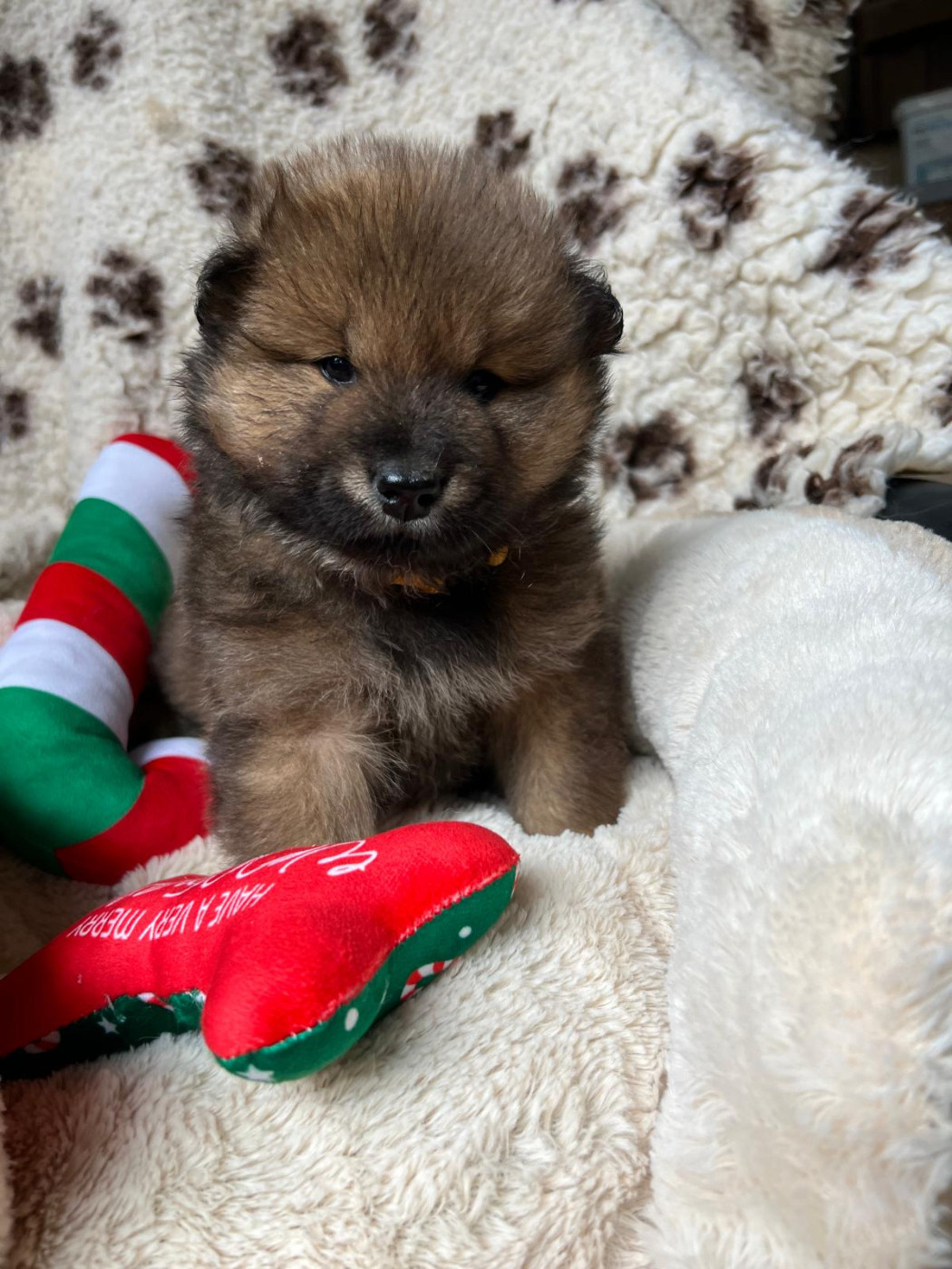 Des Hauts De Chamboursat - Chiots disponibles - Eurasier