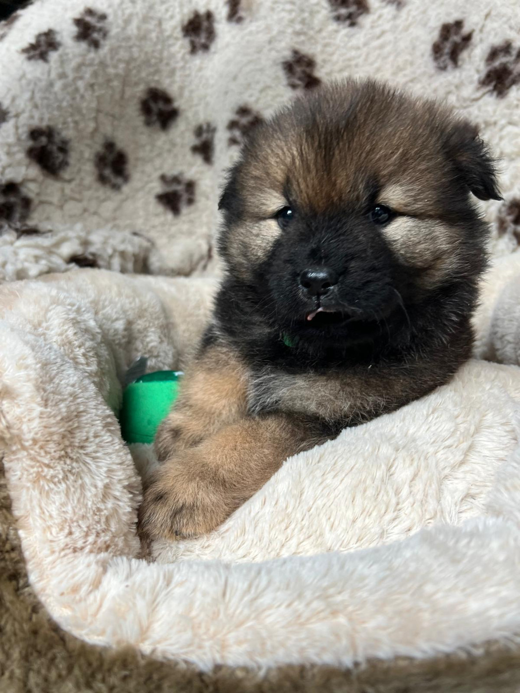 Des Hauts De Chamboursat - Chiots disponibles - Eurasier
