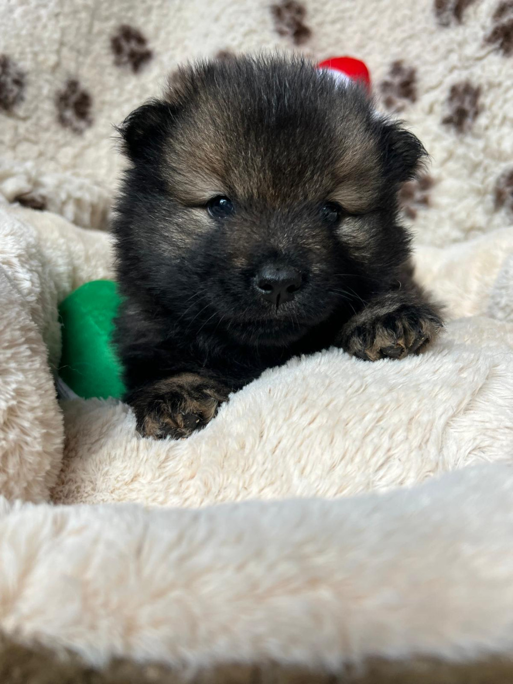 Des Hauts De Chamboursat - Chiots disponibles - Eurasier