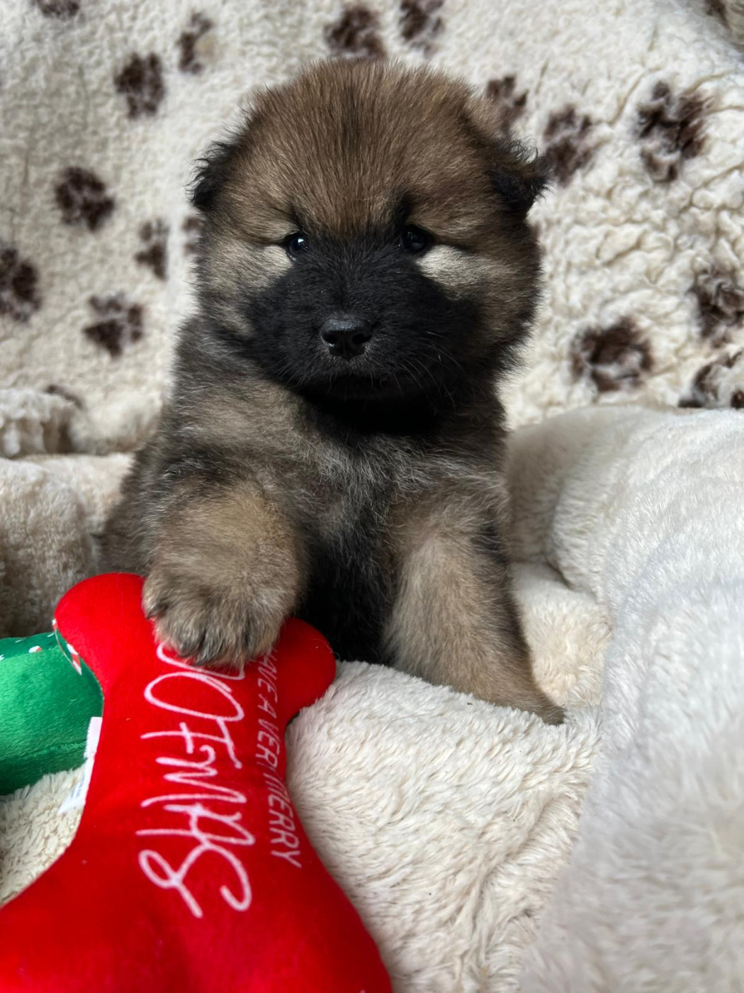Des Hauts De Chamboursat - Chiots disponibles - Eurasier