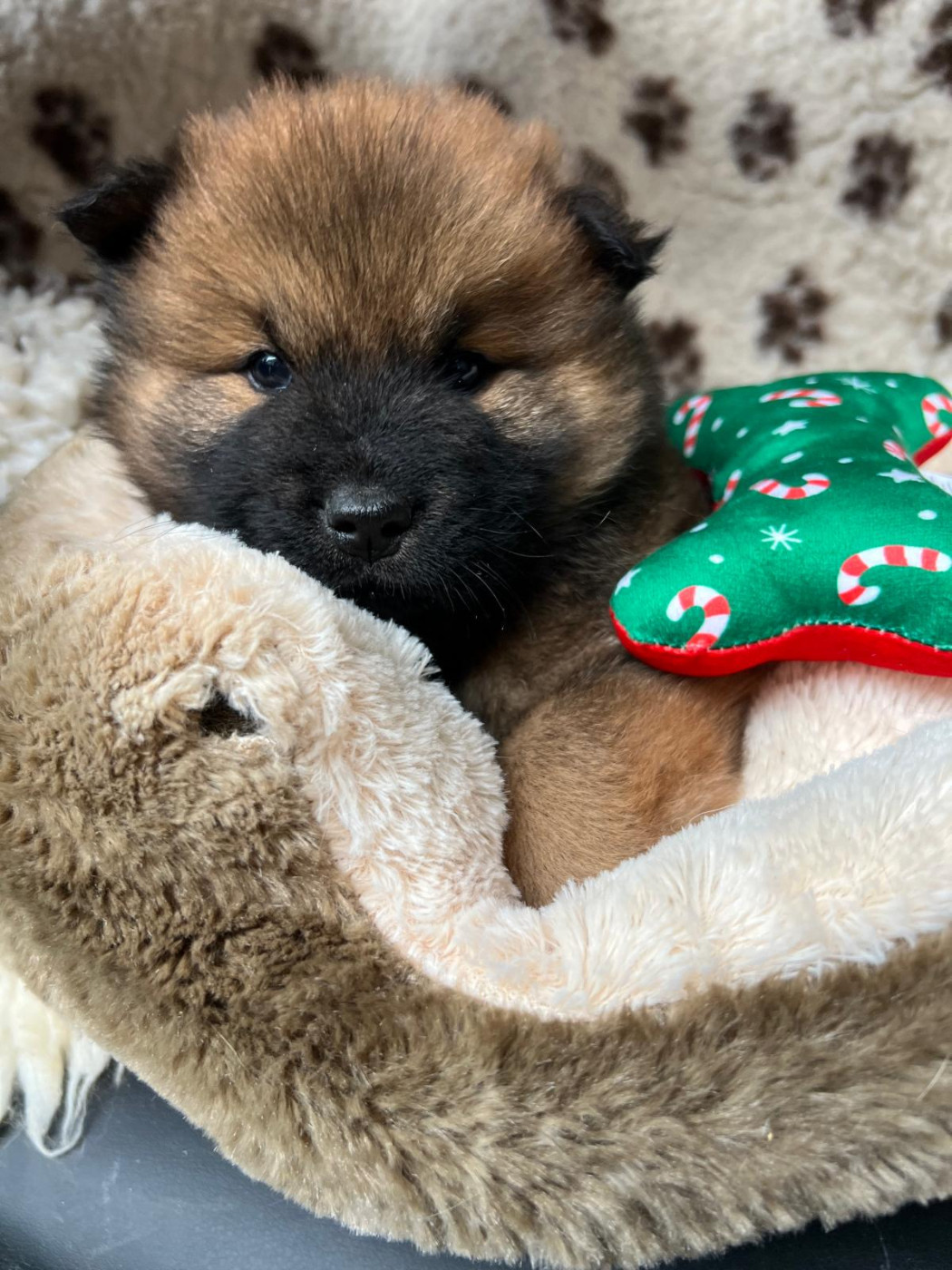 Des Hauts De Chamboursat - Chiots disponibles - Eurasier