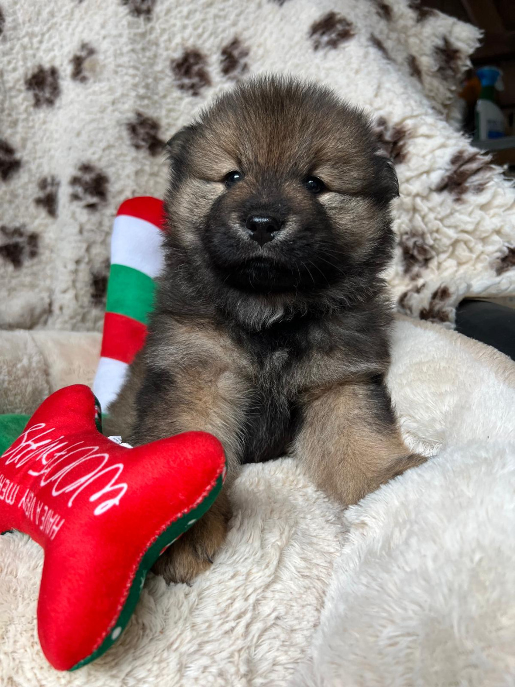 Des Hauts De Chamboursat - Chiots disponibles - Eurasier