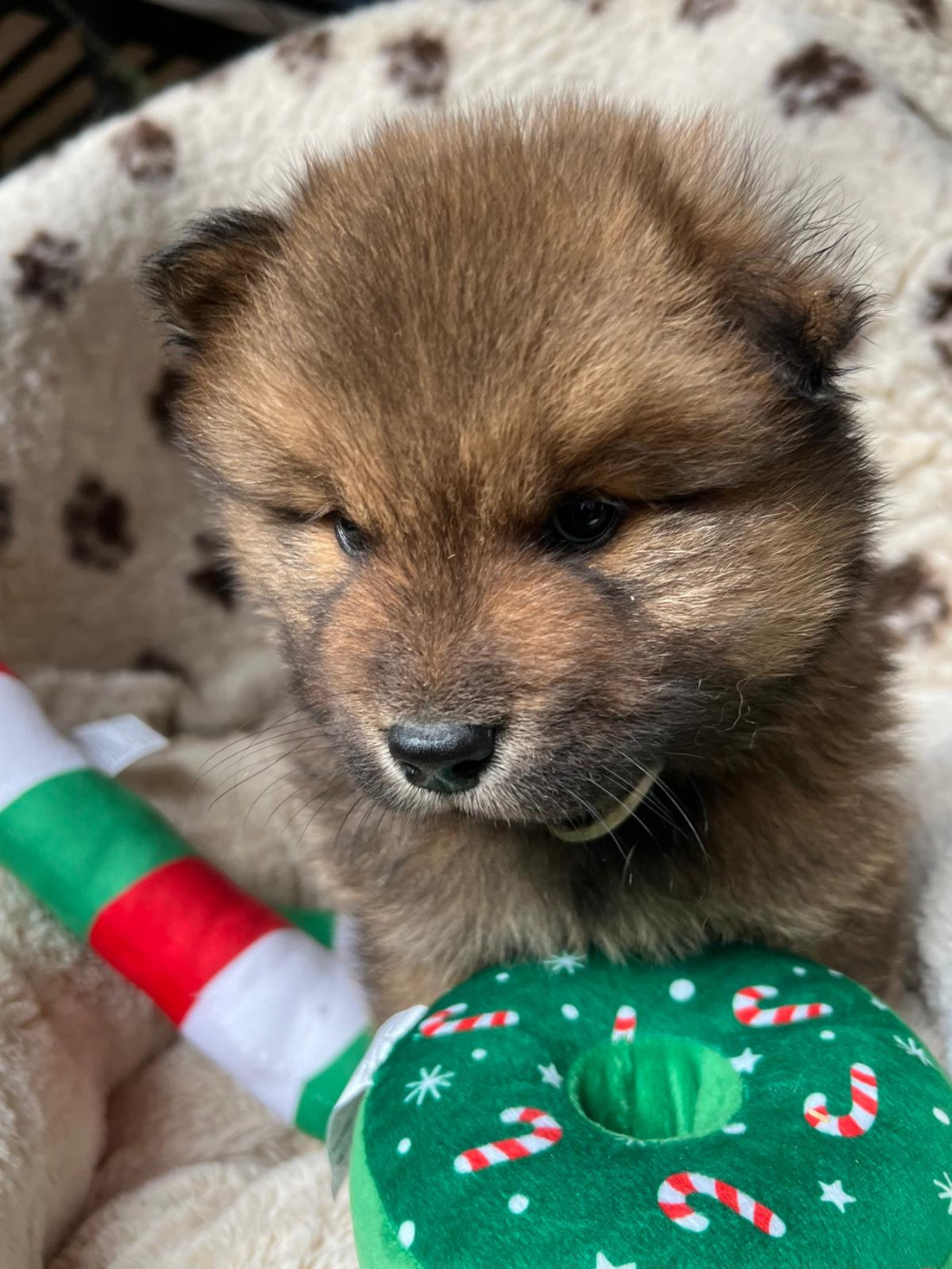 Des Hauts De Chamboursat - Chiots disponibles - Eurasier