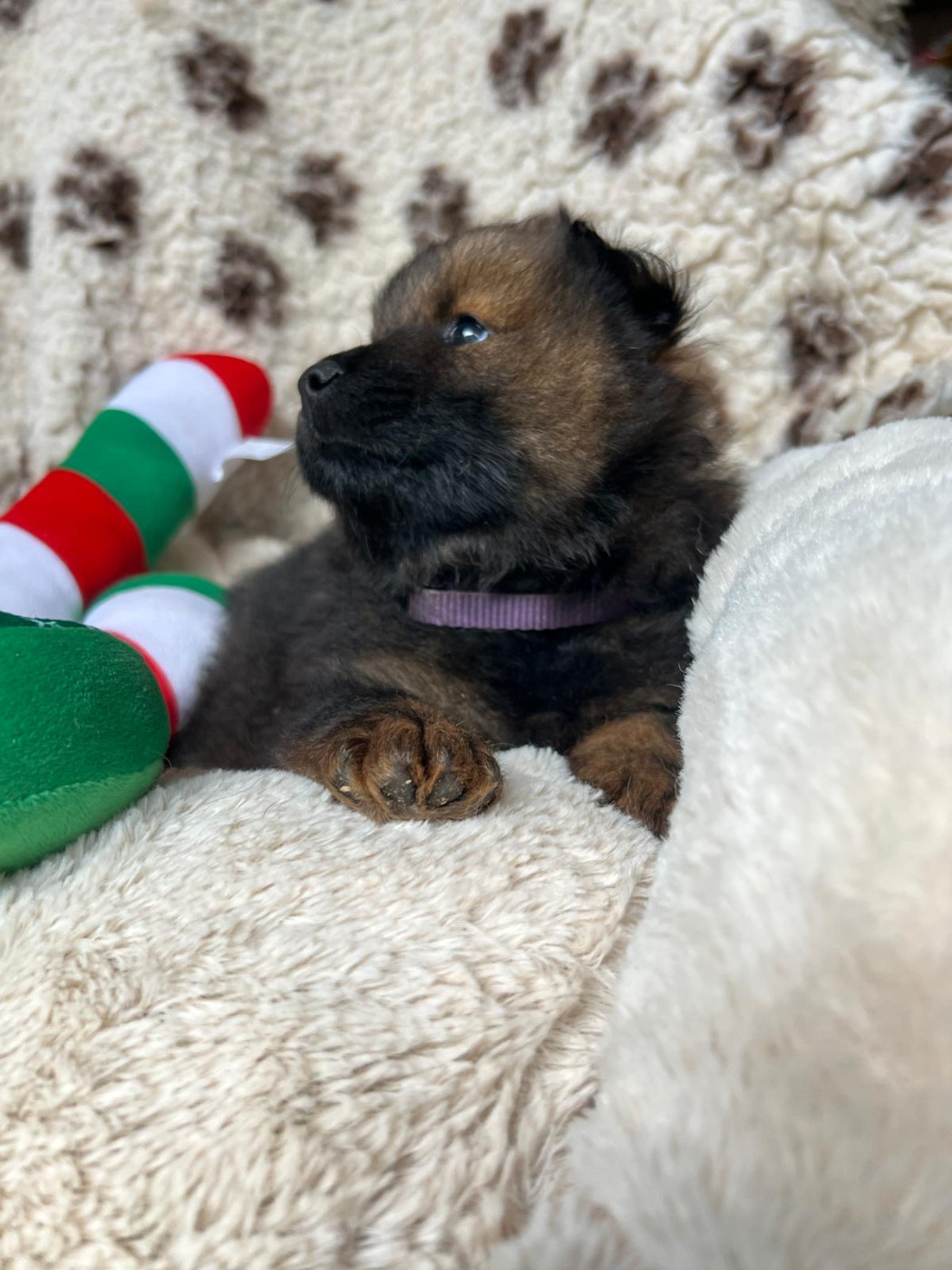 Des Hauts De Chamboursat - Chiots disponibles - Eurasier