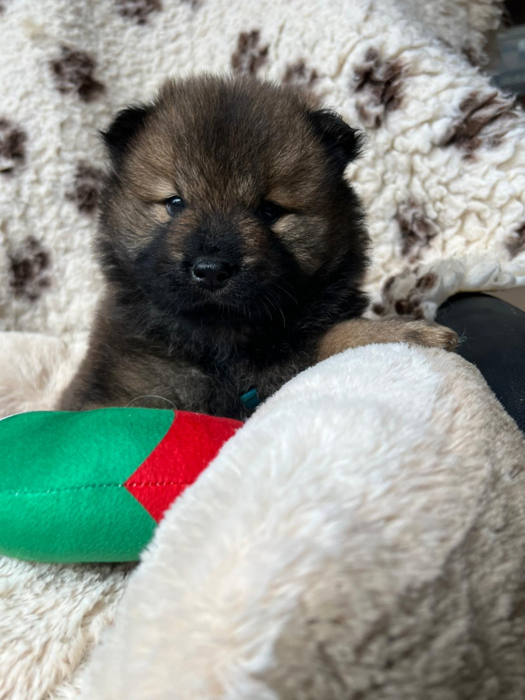 Des Hauts De Chamboursat - Chiots disponibles - Eurasier