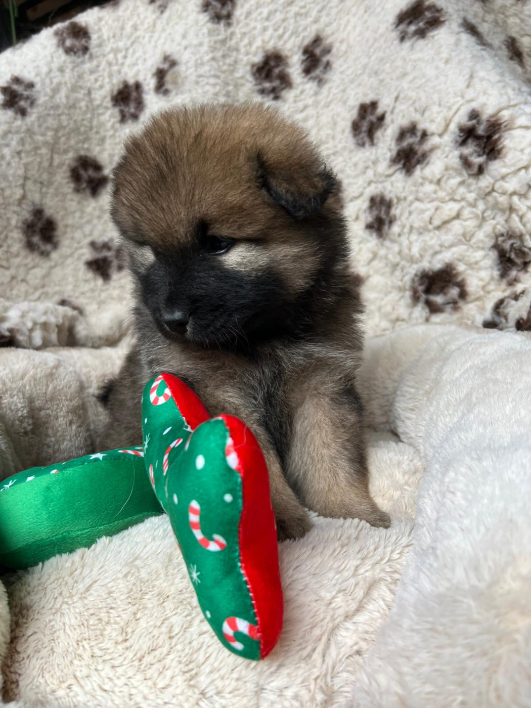 Des Hauts De Chamboursat - Chiots disponibles - Eurasier