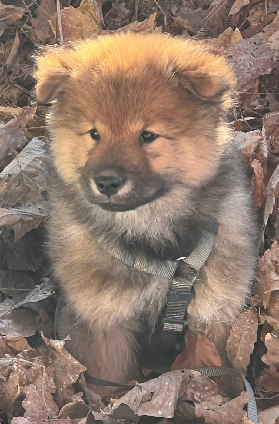 Des Hauts De Chamboursat - Chiots disponibles - Eurasier