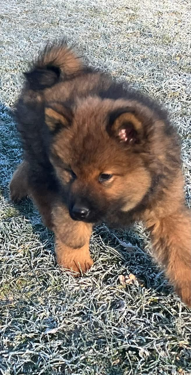 Des Hauts De Chamboursat - Chiots disponibles - Eurasier