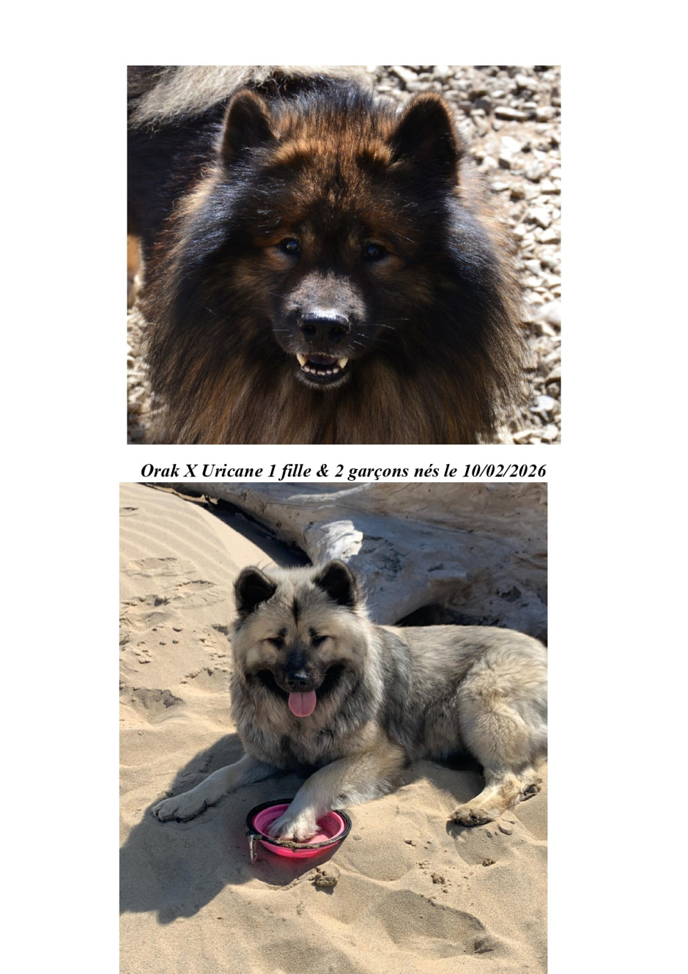 Chiot Eurasier Des Hauts De Chamboursat
