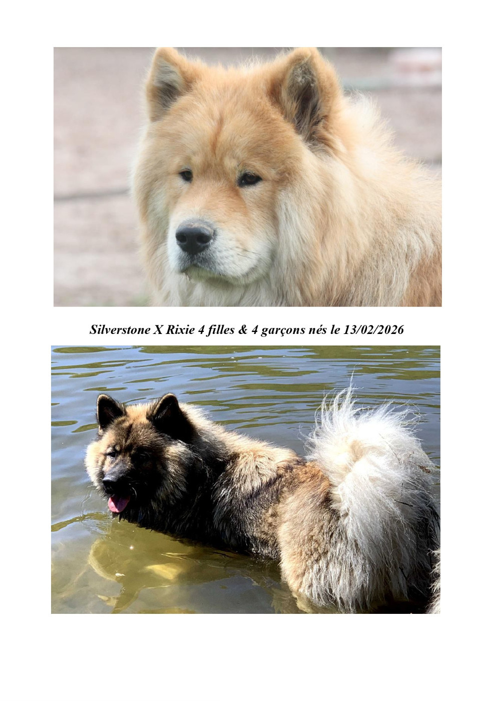 Des Hauts De Chamboursat - Chiots disponibles - Eurasier