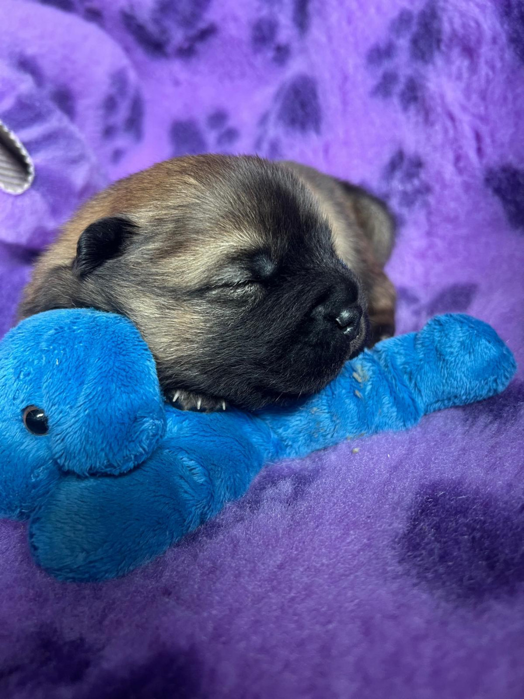 Des Hauts De Chamboursat - Chiots disponibles - Eurasier