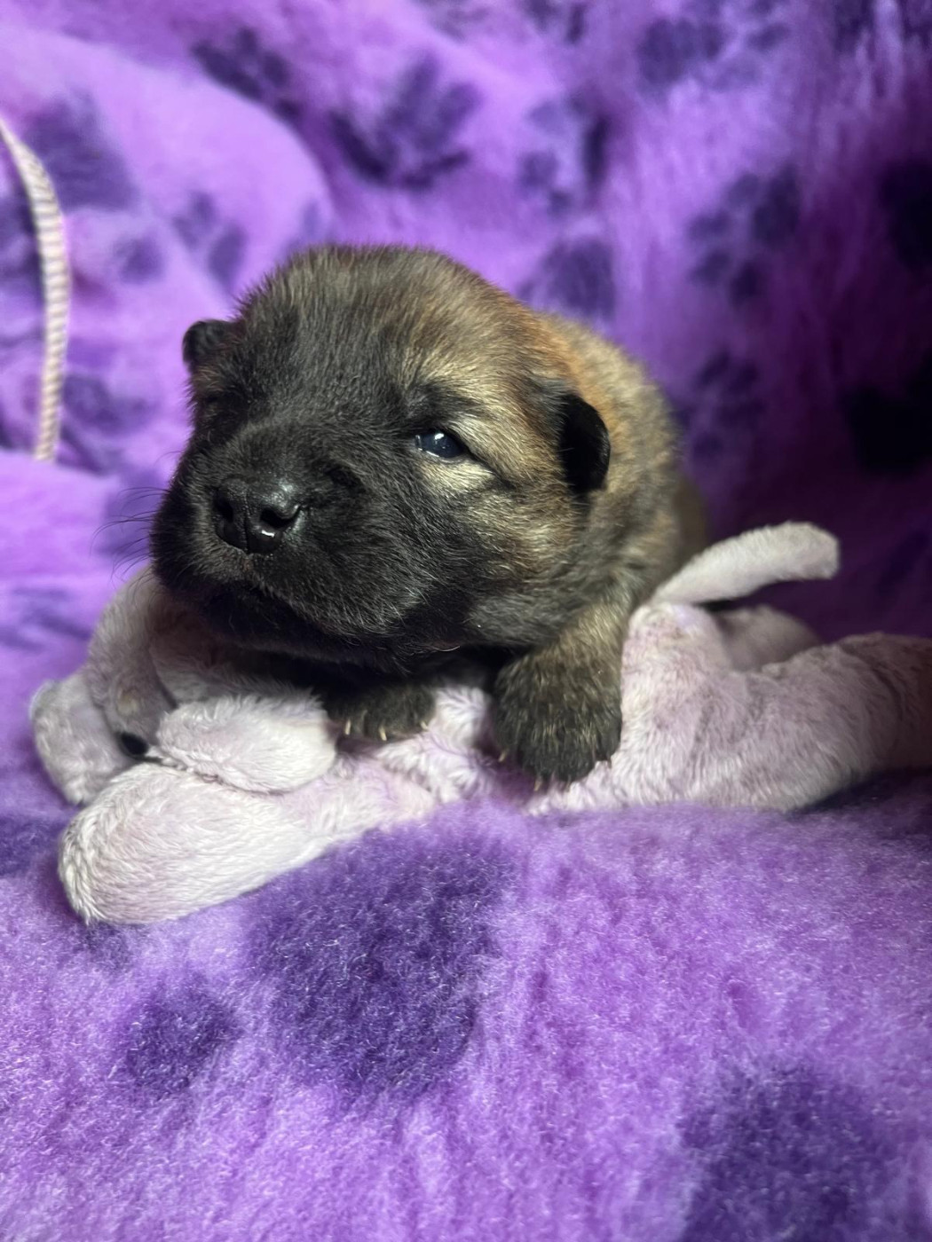 Des Hauts De Chamboursat - Chiots disponibles - Eurasier