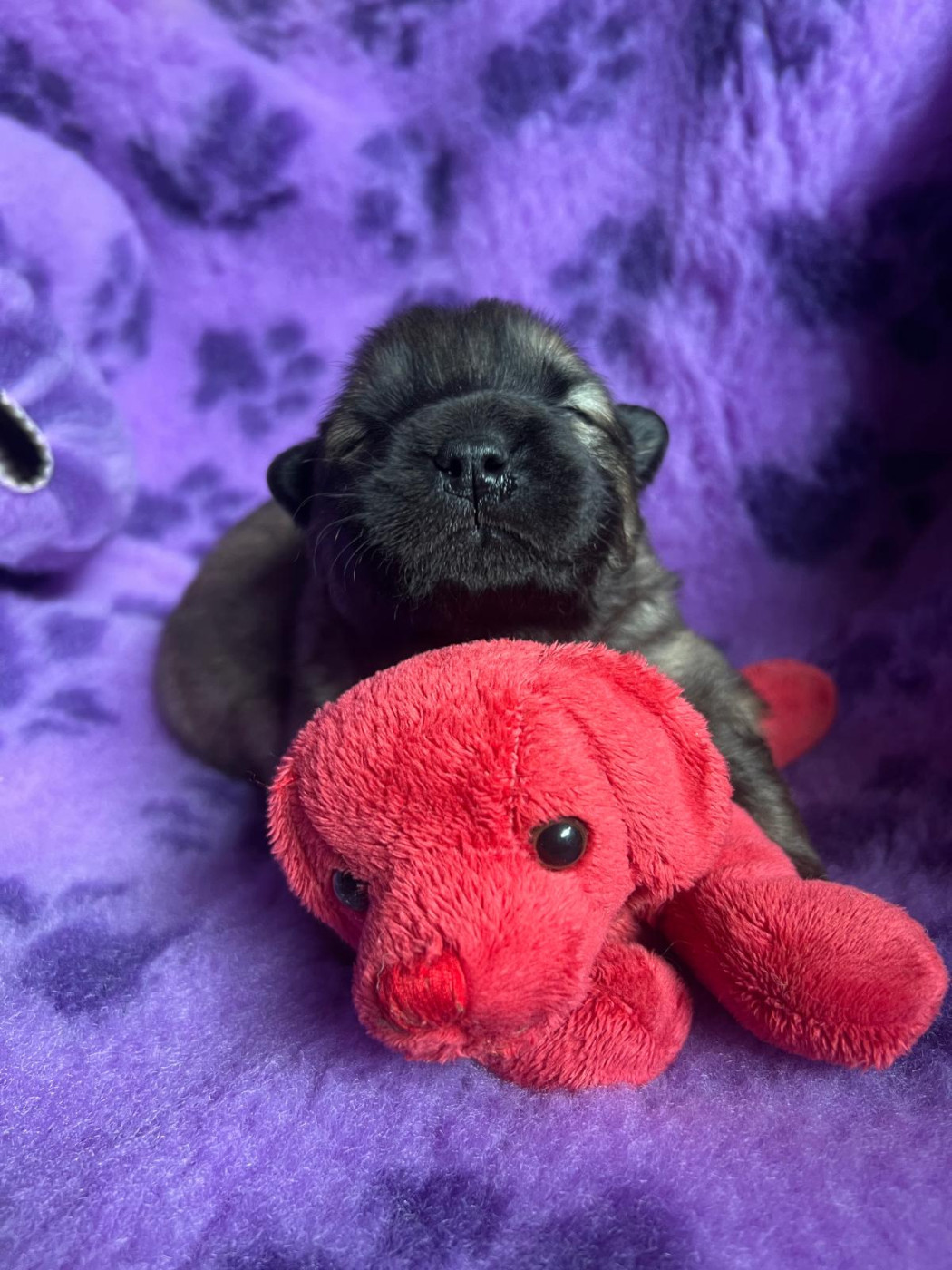 Des Hauts De Chamboursat - Chiots disponibles - Eurasier