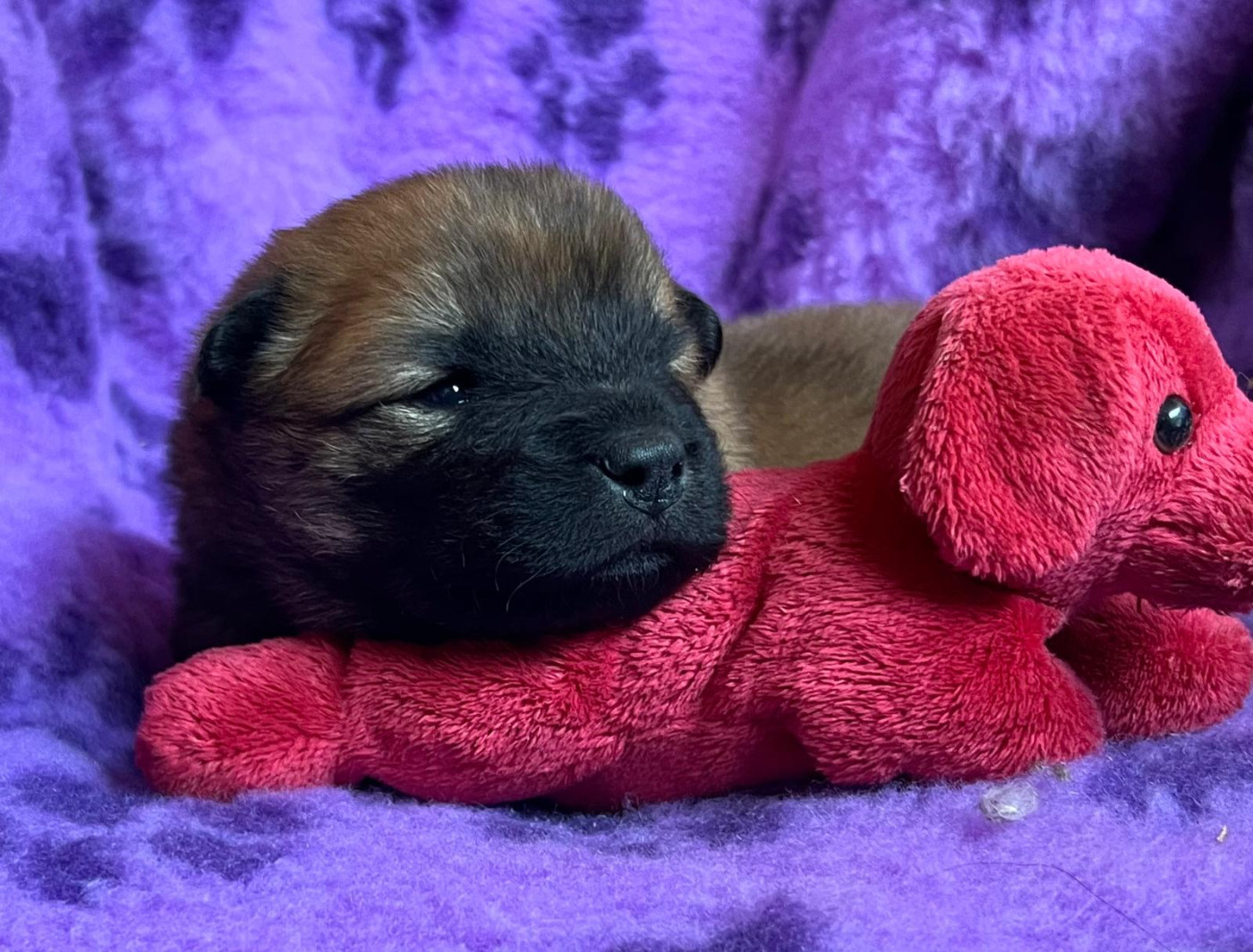 Des Hauts De Chamboursat - Chiots disponibles - Eurasier