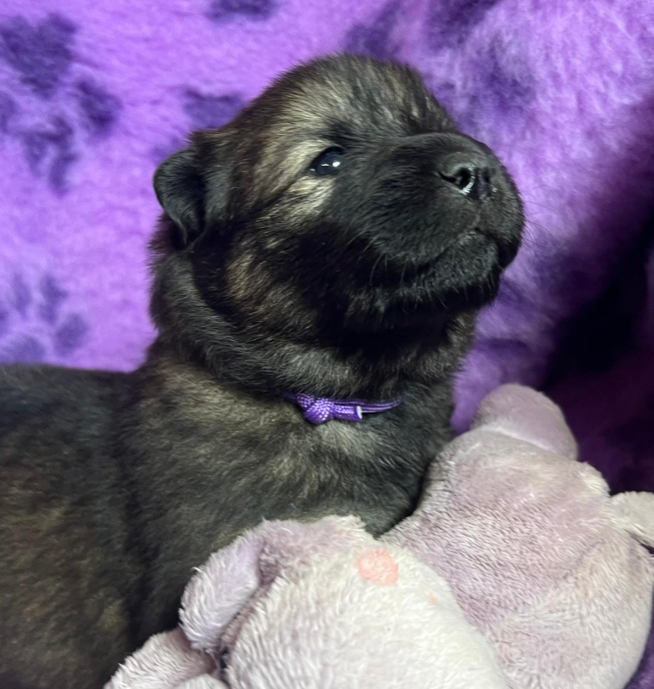 Des Hauts De Chamboursat - Chiots disponibles - Eurasier