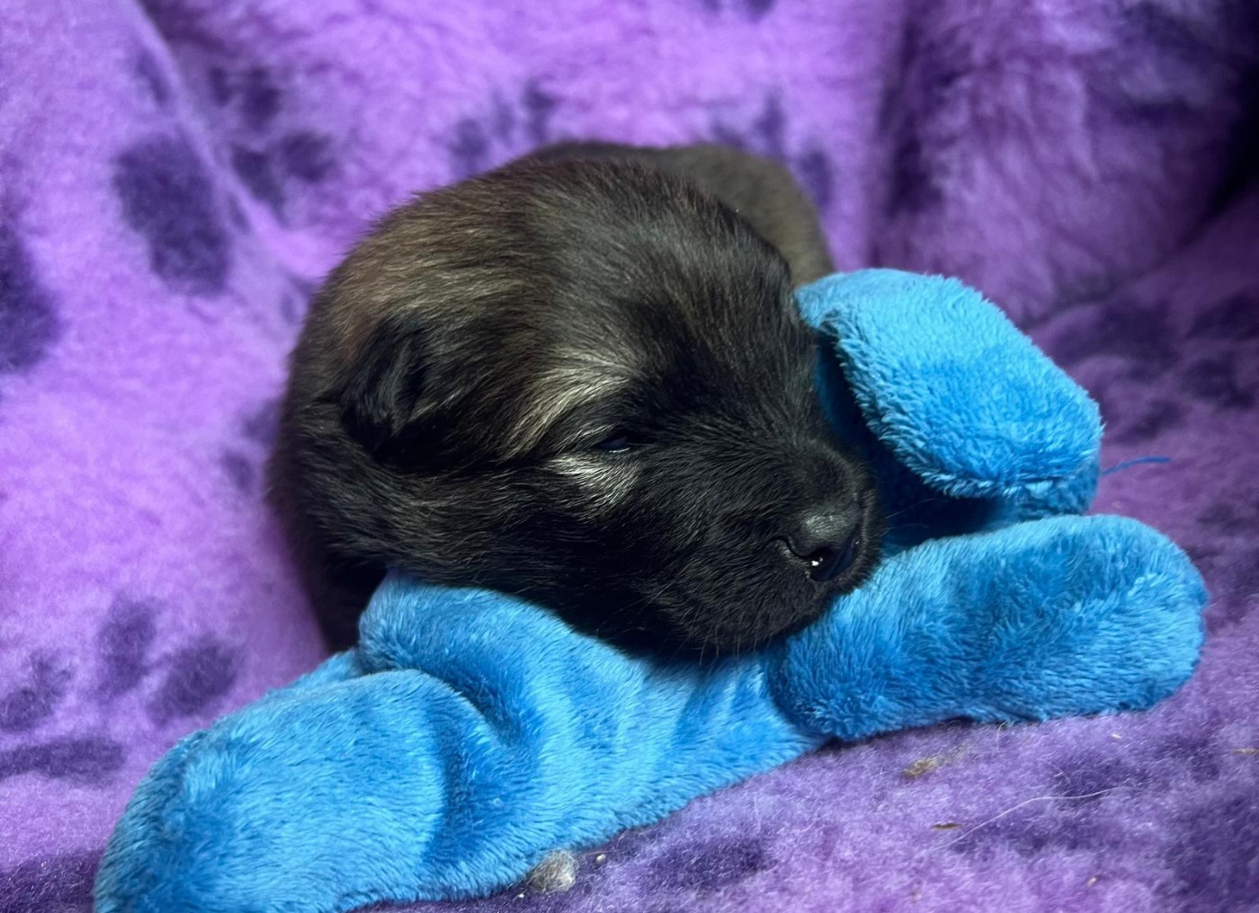 Des Hauts De Chamboursat - Chiots disponibles - Eurasier