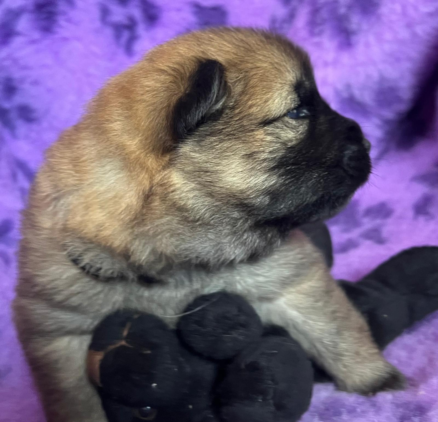 Des Hauts De Chamboursat - Chiots disponibles - Eurasier