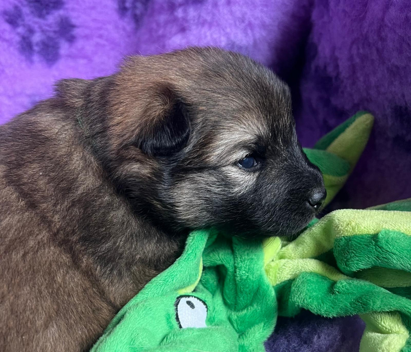 Des Hauts De Chamboursat - Chiots disponibles - Eurasier
