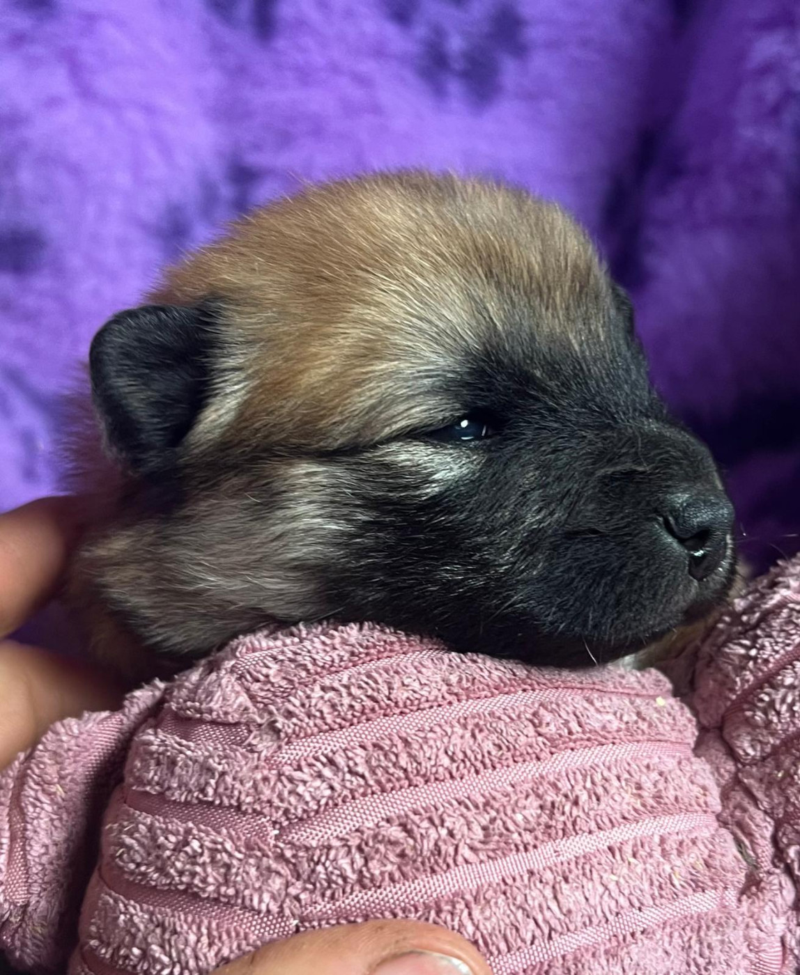 Des Hauts De Chamboursat - Chiots disponibles - Eurasier