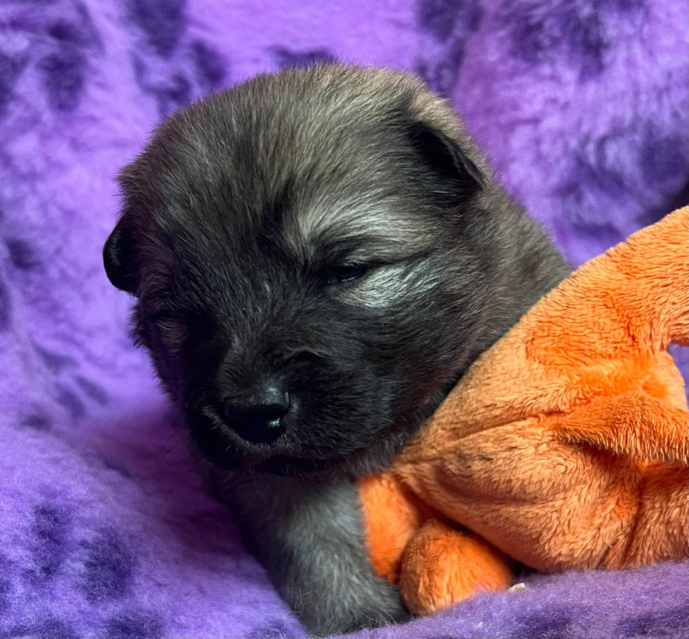 Des Hauts De Chamboursat - Chiots disponibles - Eurasier