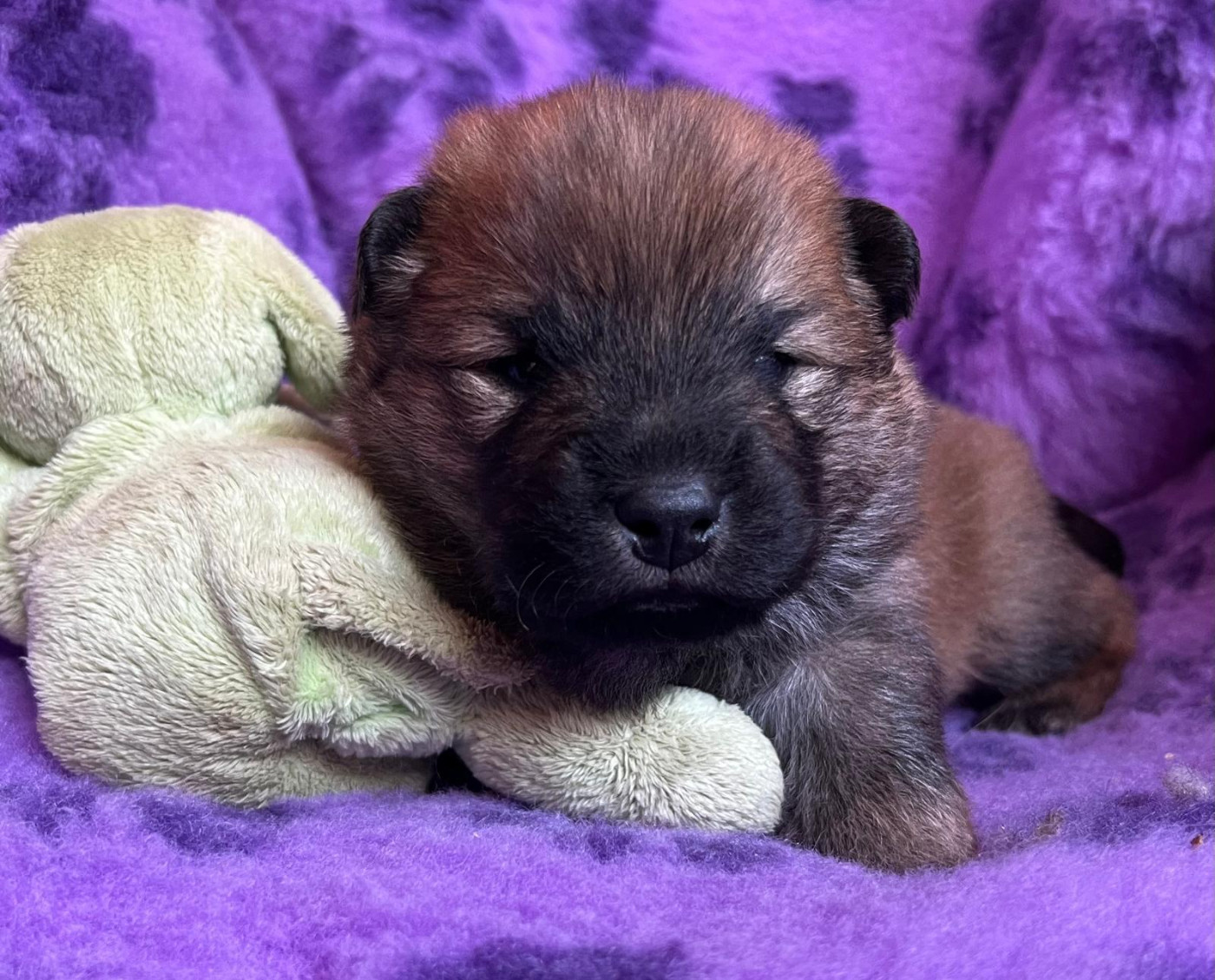 Des Hauts De Chamboursat - Chiots disponibles - Eurasier