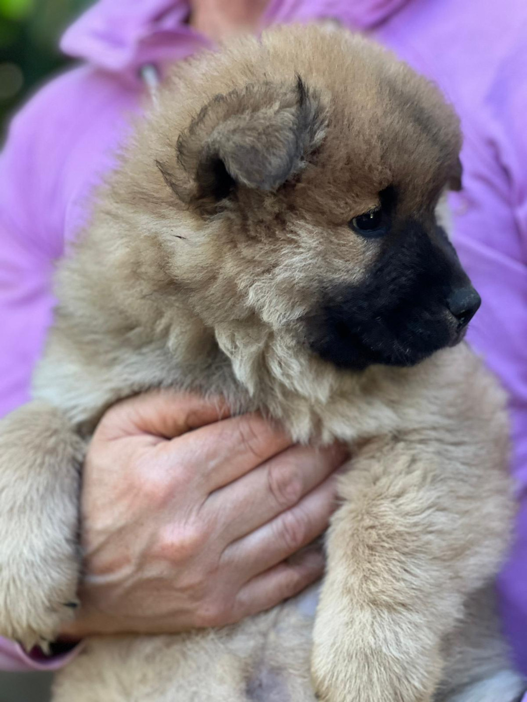 Des Hauts De Chamboursat - Chiots disponibles - Eurasier