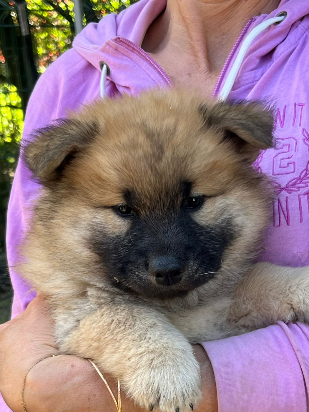 Des Hauts De Chamboursat - Chiots disponibles - Eurasier